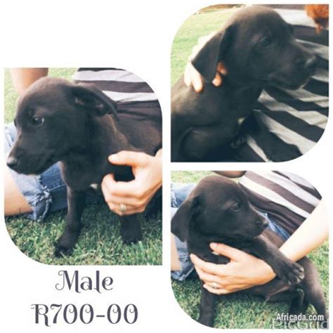 Beautiful Purebred Labrador puppy for sale to good homes | Dogs / Puppies for sale in Gauteng ...