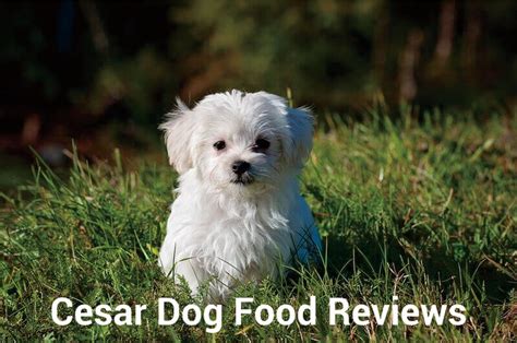 The Cesar Dog Food Reviews Everyone is Talking About (2020) | Herepup