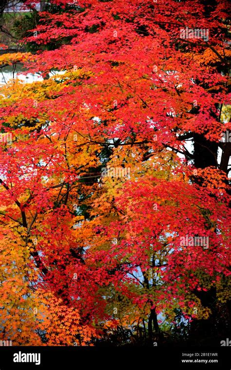 autumn Foliage in Japan Stock Photo - Alamy