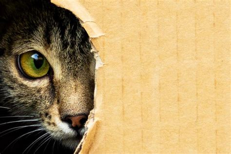 11 ragioni scientifiche più una per vivere con un gatto Focus it