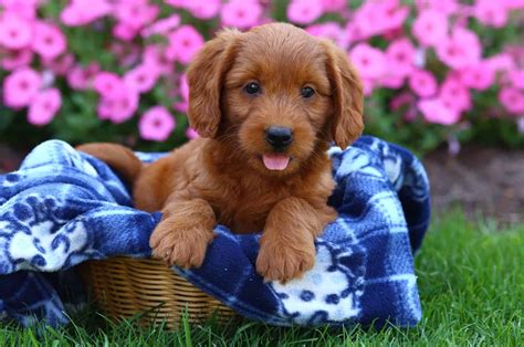 The Ultimate Guide To Straight Hair Labradoodles