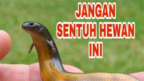 Hewan Misterius Ular Berkaki Empat Hewan Apakah Itu Youtube