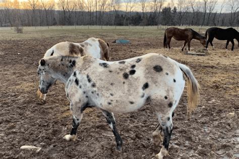 Pony of the Americas: The Ultimate Horse Breed Profile - Horse Wildlife