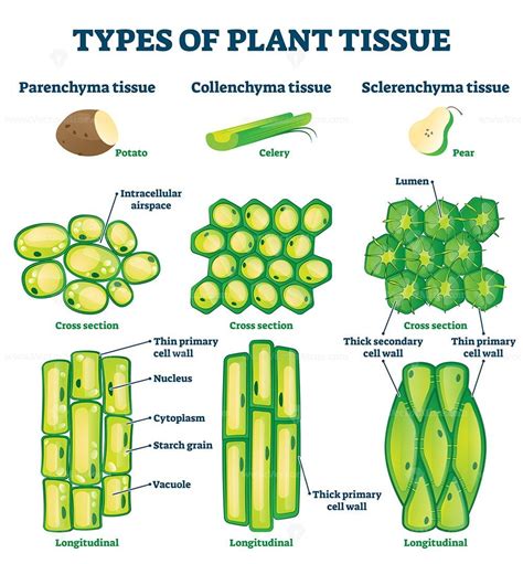 Plant tissue types vector illustration - VectorMine