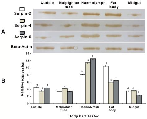 The Mrna And Protein Levels Were Normalized Relative To The β Actin Download Scientific