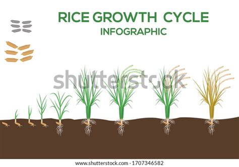 Life Cycle Of Rice