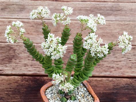 Crassula Jade Necklace World Of Succulents