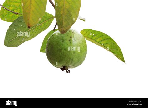 Frutos De Guayaba Psidium Guajava Colgando De Los árboles En