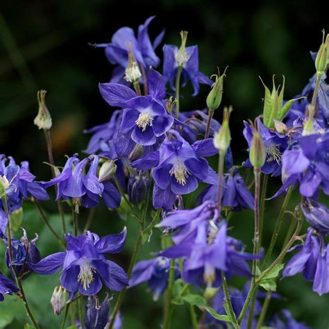 Orlik Pospolity Aquilegia Vulgaris Niebieski Wszystko Dla Ogrodu