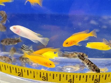 Assorted African Cichlid Sml Real Pets Corp