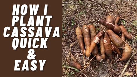 How I Plant Cassava Quick And Easy Dan Permaculture Food Forest