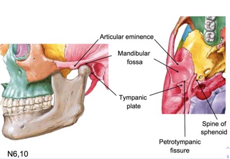 L12 TMJ Pterygopalatine Fossa Flashcards Quizlet