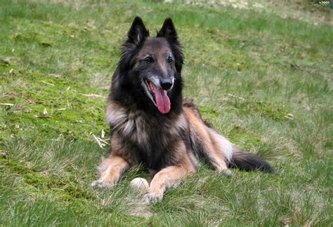 Grass Belgian Shepherd Tervuren Dogs Wallpapers 2736x1875