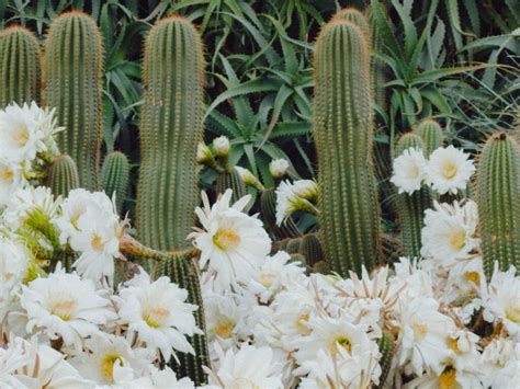 Gu A Completa Para Plantar Cultivar Y Cuidar Cactus De Luna