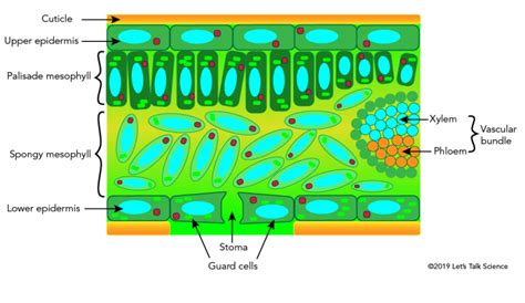 Internal Structure Of A Leaf Darrylabbavery