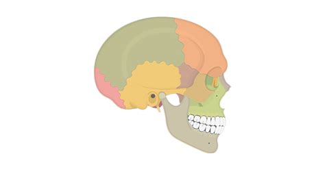 Skull Quiz - Lateral View | GetBodySmart