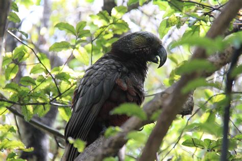 Stewart Island Wildlife : NewZealandWildlife