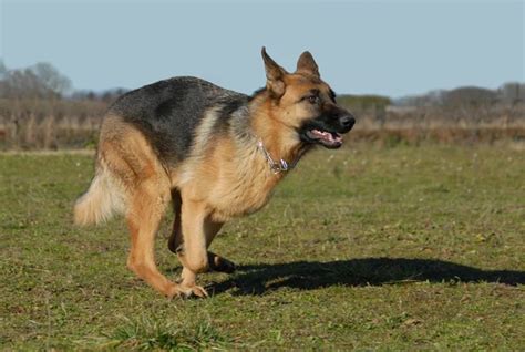 Running german shepherd — Stock Photo © cynoclub #2196363