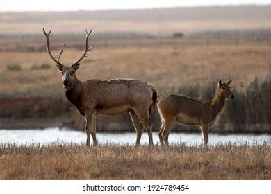 375 Milu Deer Images, Stock Photos & Vectors | Shutterstock