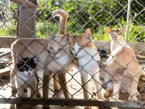 10 Raisons Pour Adopter Un Chat De Refuge