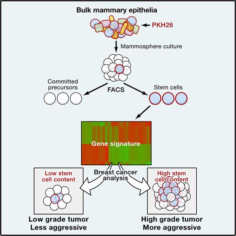 Biological And Molecular Heterogeneity Of Breast Cancers Correlates