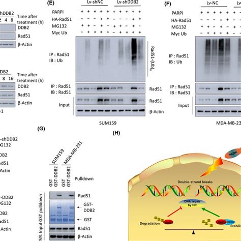 Dna Damage Binding Protein 2 Ddb2 Depletion Increases Rad51