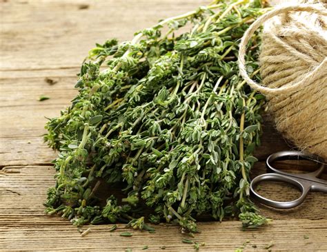 Thank You Thyme - Thyme Seed Packets | Bentley Seeds