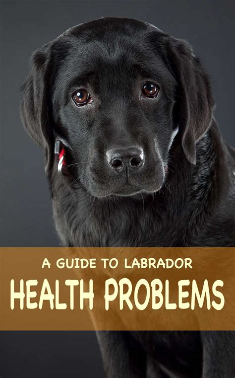 Labrador Health Problems - The Information You Need