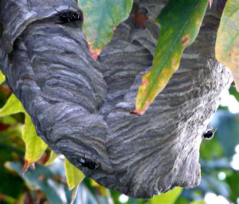 World S Biggest Wasp Nest Help Id Wasps Plse The Nest I Flickr