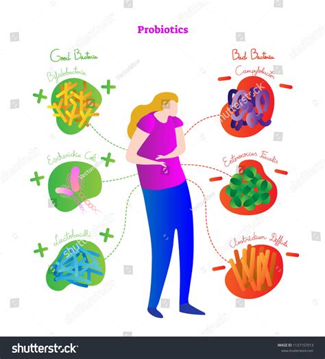 Probiotics Conceptual Vector Illustration Poster Medical Stock Vector