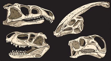 Conjunto De Dinossauros Em Uma Placa Preta M O Caveiras Desenhadas