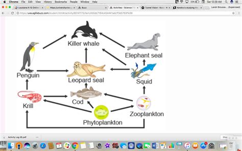 Marine Food Chain Diagram