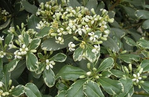 Growing the variegated pittosporum (Pittosporum tobira ), perennial, evergreen, shrub, flowering ...