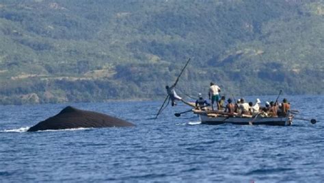 Tradisi Penangkapan Ikan Paus Di Pulau Lembata NTT Warisan Nenek