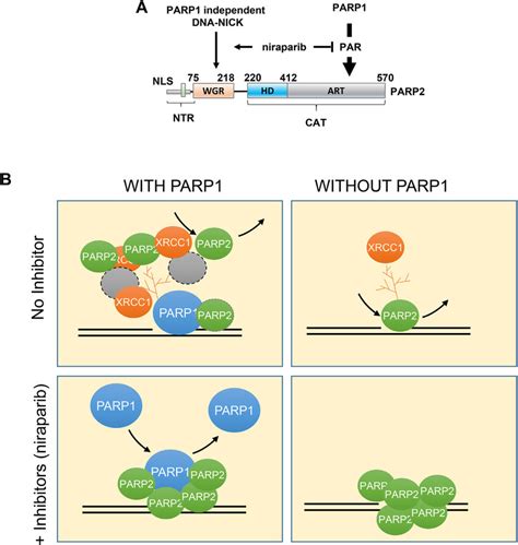 Niraparib Converts The Predominantly PARP1 Dependent Recruitment Of