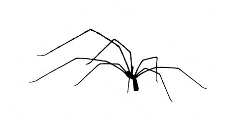 Large Legs Spider Isolated Graphic Illustrations Creative Market