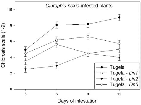 Temporal Chlorosis Ratings In D Noxia Infested Tugela Wheat Lines