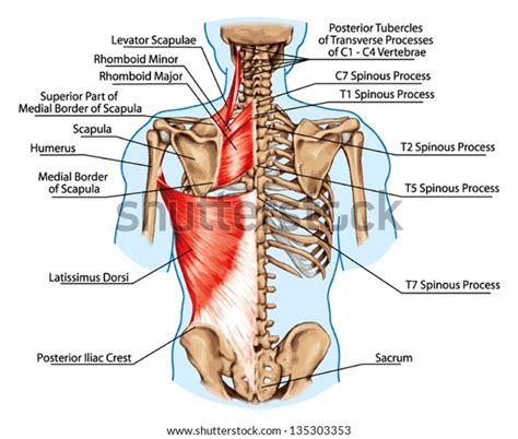 Rhomboid Muscle Anatomy