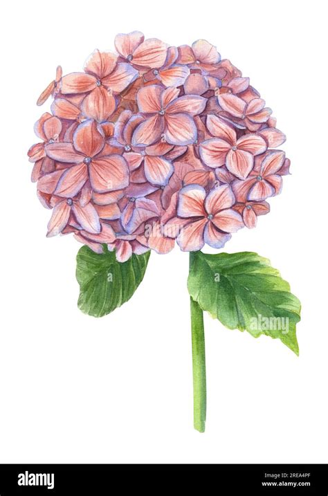 Vintage Hydrangea Branch Pink Flower With Leaves Blooming Garden