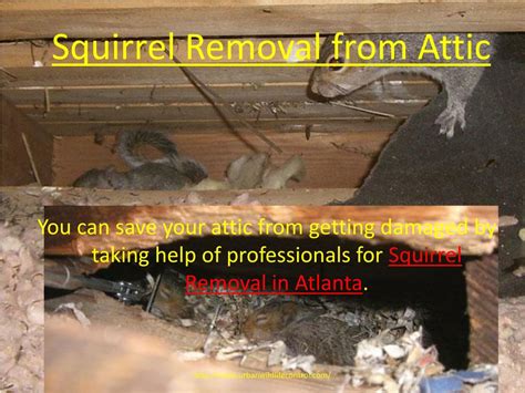 PPT - Squirrels in Attic PowerPoint Presentation, free download - ID