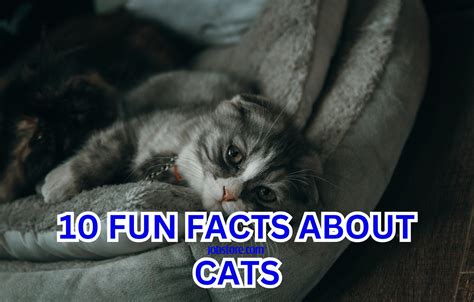 10 Fun Facts About Cats - Jobstore Careers Blog - Malaysia's best ...