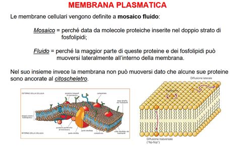 Membrana Cellulare