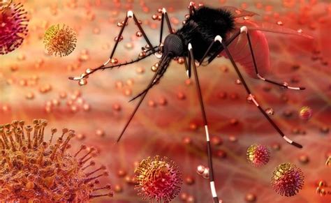 Zika Virus In India 10 Facts You Need To Know