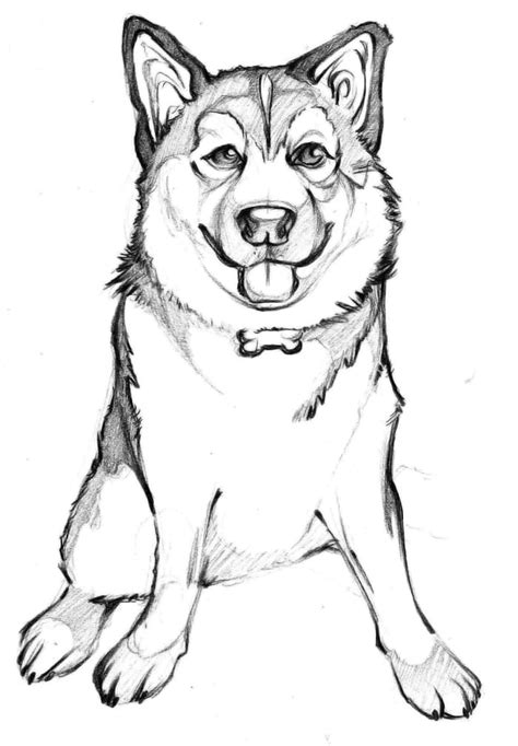 Coloriage Chien Husky Imprimer Serviratusd