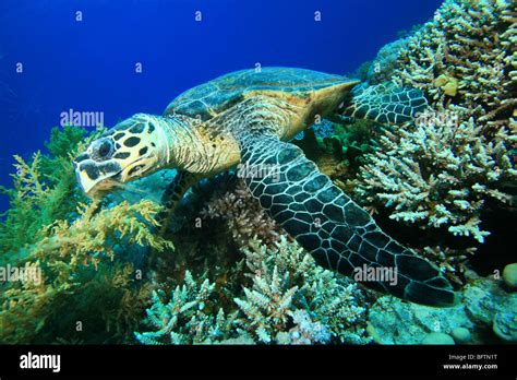 La Tortuga Carey Comiendo Coral Fotograf A De Stock Alamy