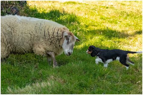 Sheepdog Puppy In Training Melts Hearts Online Trying To Boss Around