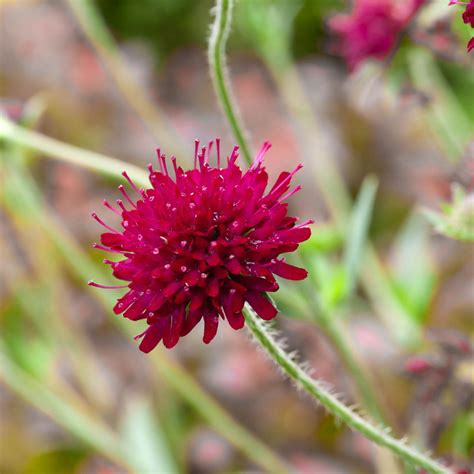 Buy premium-quality Knautia macedonica from Dutch Bulbs