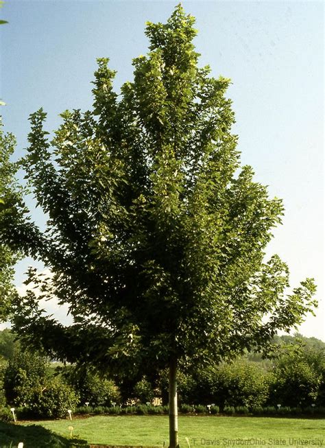 8 Fast Growing Shade Trees For Your Pasture HobbyFarms Fast