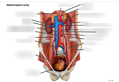 Abdominopelvic Cavity Key Terms And Definitions In Biology Flashcards