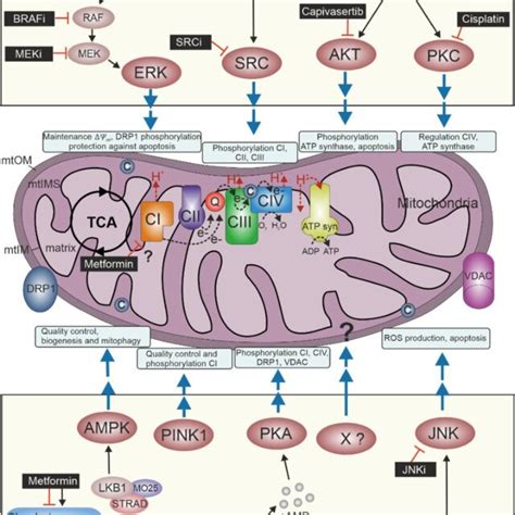 Perturbing The Mitochondrial Kinase Network Mitochondria Consist Of